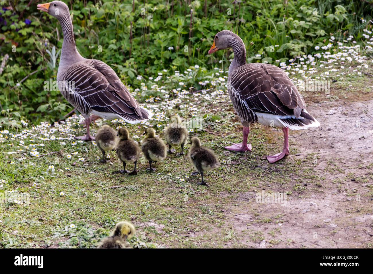 Famiglia delle oche di Greylag (Anser anser) in una gita in famiglia Foto Stock