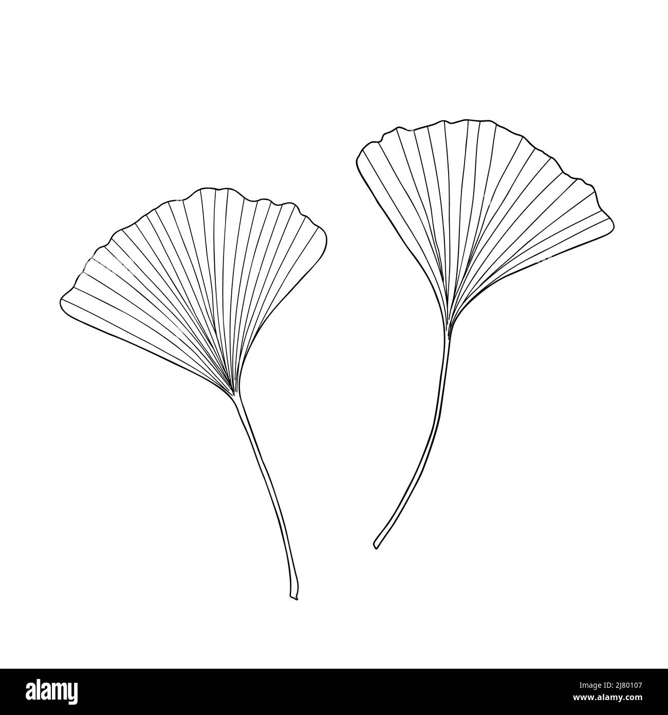 Foglie di ginkgo fresco bianco e nero contorno disegno a mano vettore illustrazione, floreale medicinale organico dettagliata pianta, giapponese simbolo culturale, eco-ven Illustrazione Vettoriale
