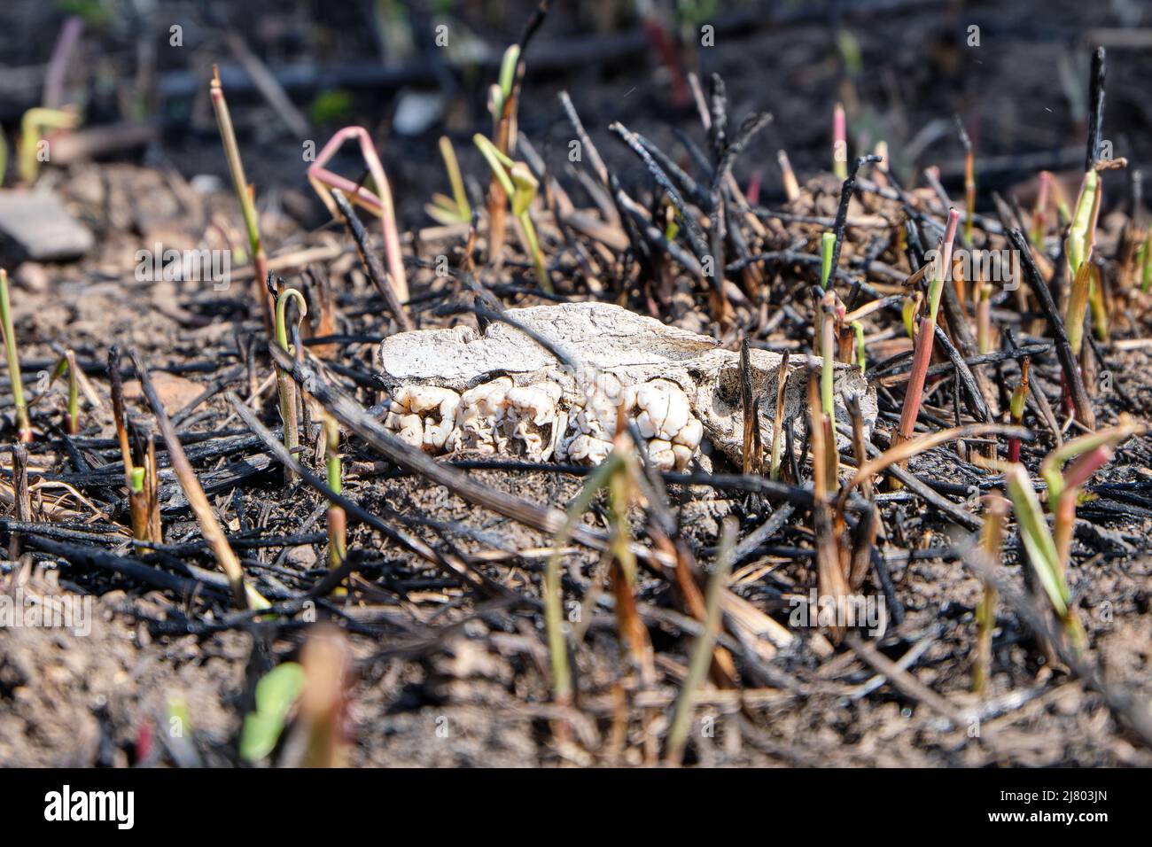 Parte del cranio, le mandibole di un animale selvatico a terra, sullo sfondo di erba bruciata dopo un incendio boschivo. Foto Stock