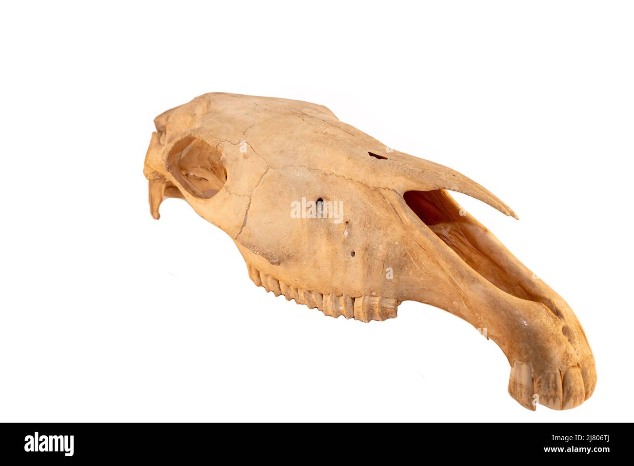 Mammifero equino (Equus caballus) con dentature nature e anatomia del cranio su sfondo bianco. Nature e biologia di animali domestici. Foto Stock