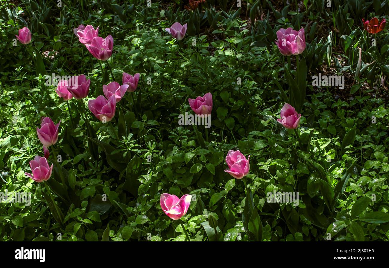 Su un prato all'ombra in fitti spessi di erba, gemme di tulipani rosa delicati su gambi lunghi sono fioriti Foto Stock