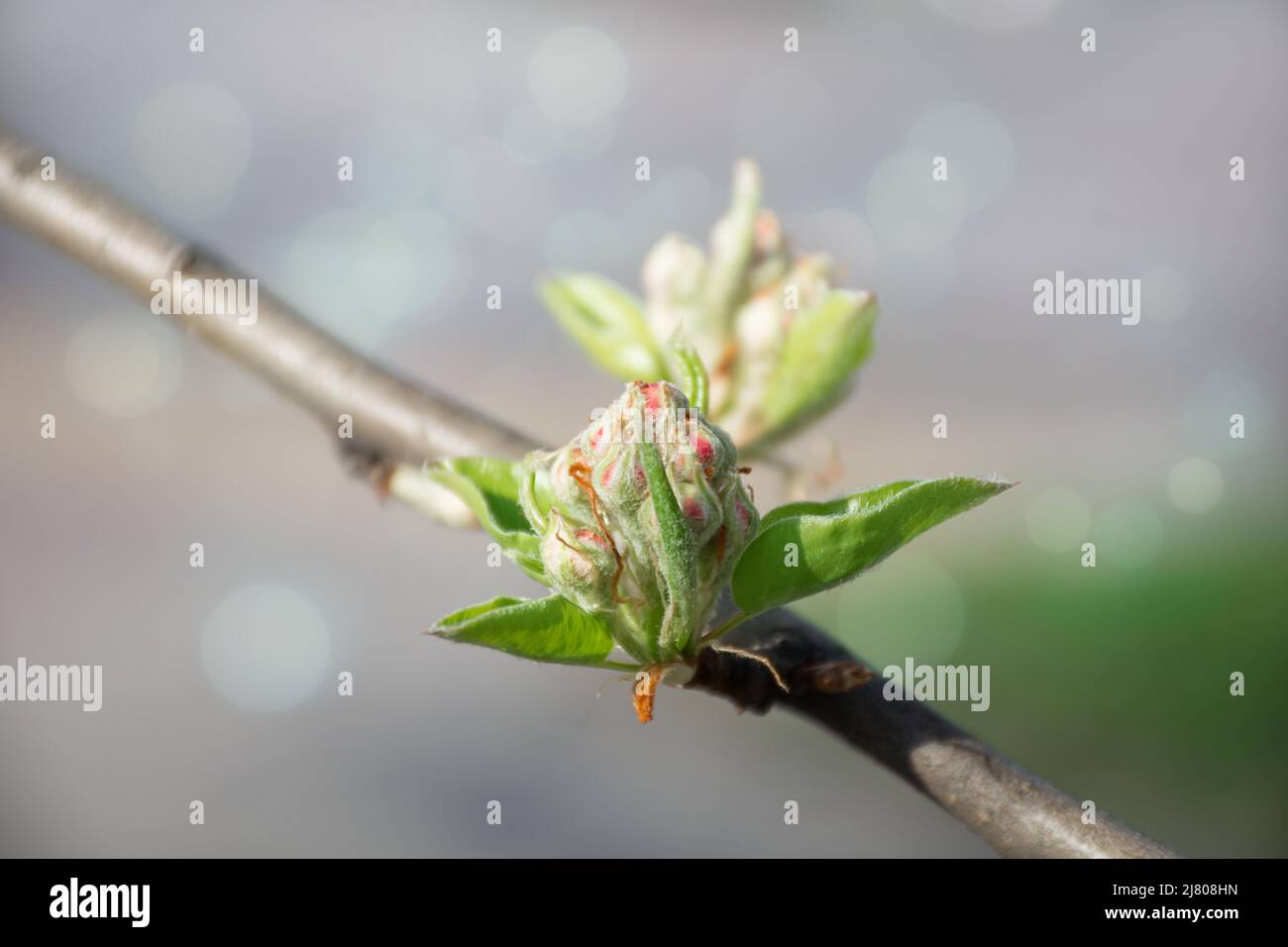 giovani boccioli di frutta primaverile fioriscono su un albero Foto Stock