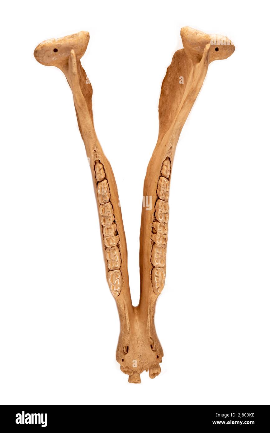Mascella di cavallo. Mammifero equino (Equus caballus) con denti naturali e anatomia del cranio su sfondo bianco. Foto Stock