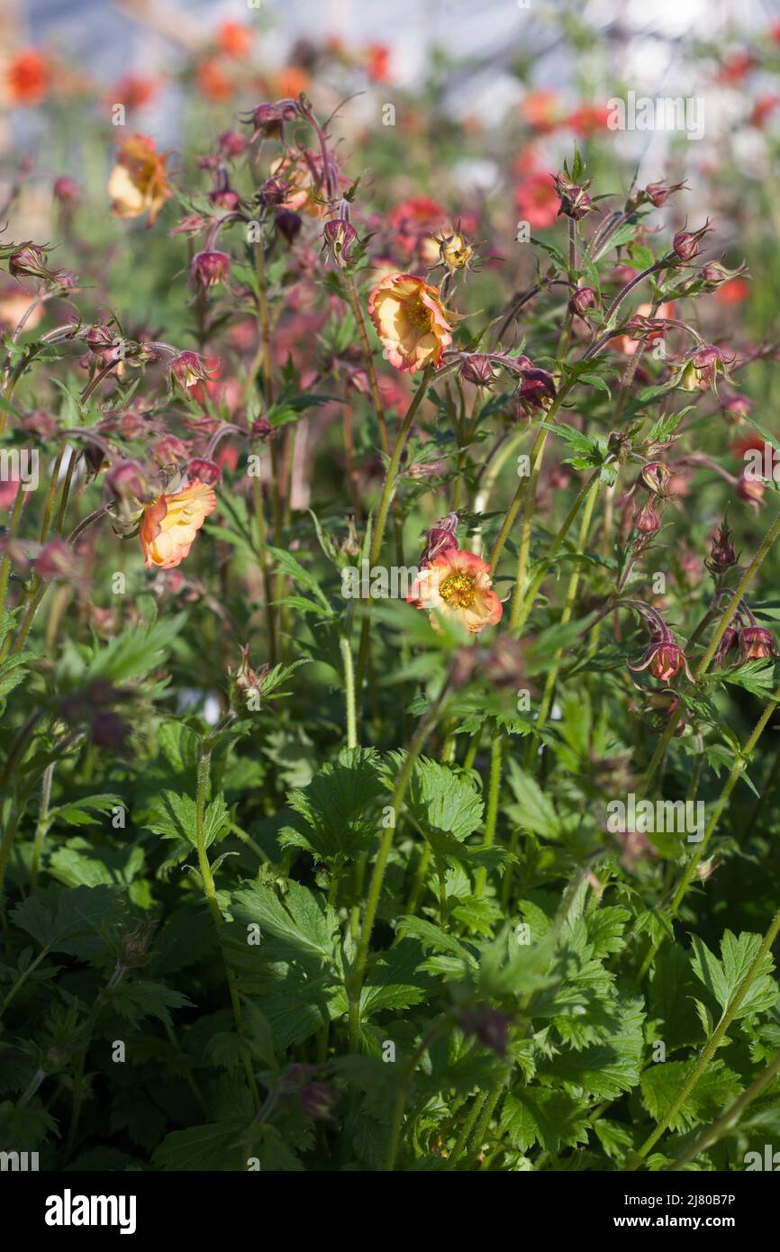geum baci umidi fiori ideali per cottage, inglese e giardino naturale Foto Stock