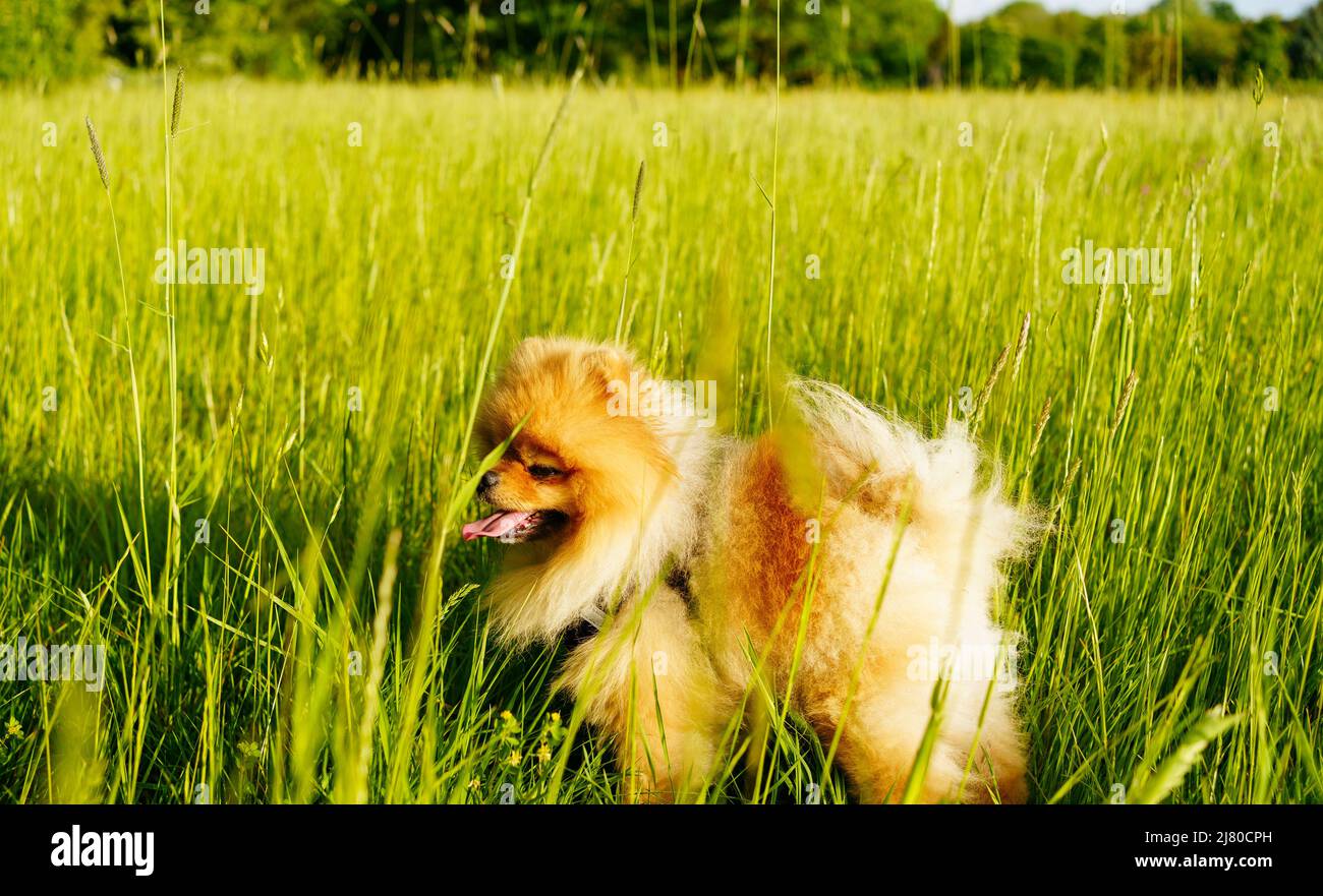 Il cane piccolo Pomeranian corre attraverso il campo estivo Foto Stock