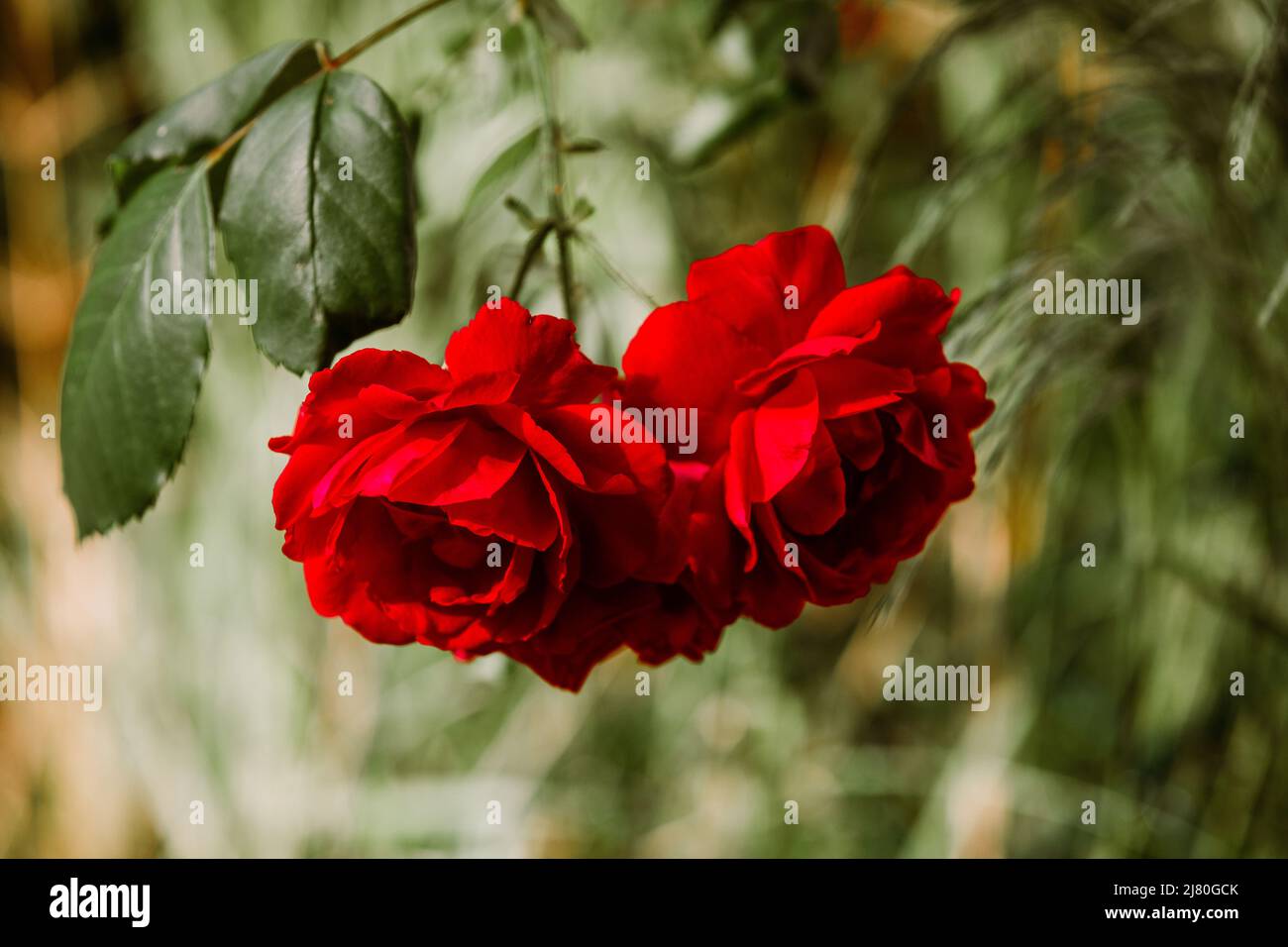 Una rosa grande con foglie rosse Foto Stock