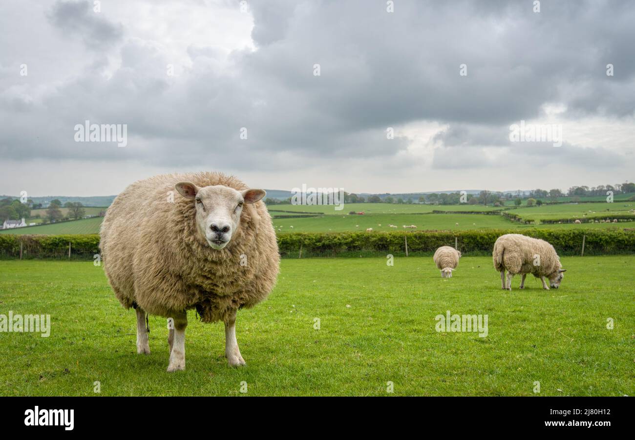 Pecore in piedi in un campo nel Galles del Nord Foto Stock