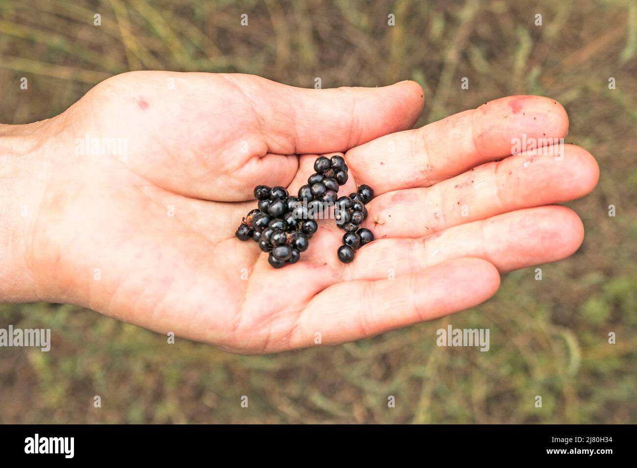 Grandi bacche di ribes nero mature sul palmo di una donna. Raccogliere bacche da un cespuglio. Foto Stock