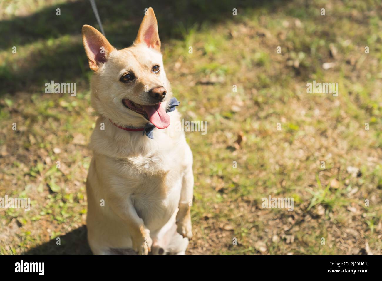 carino cane in attesa di un comando dal suo proprietario medio pieno colpo fuori pet concetto. Foto di alta qualità Foto Stock