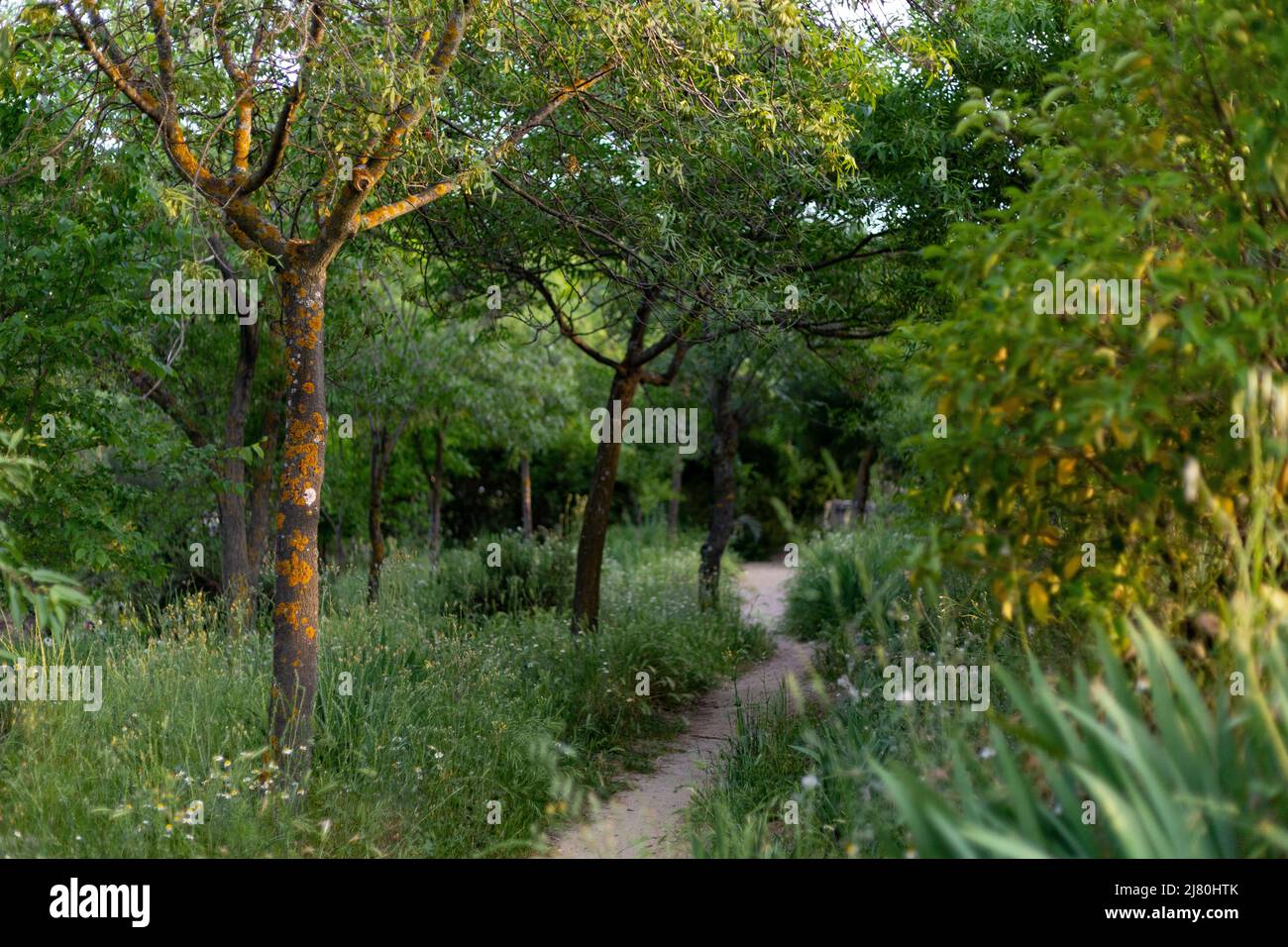 Percorso. Strada sterrata e sabbiosa circondata da vegetazione verde. Muffa grigia (Botrytis cinerea) su tronchi d'albero. Verdi alberi e cespugli in un parco a Madrid Foto Stock