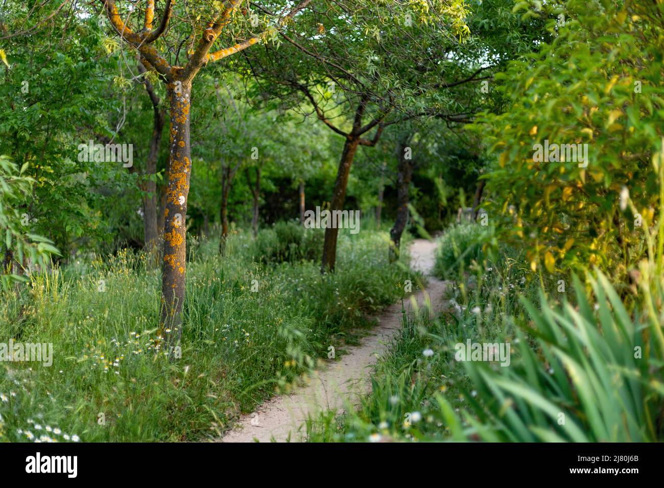 Percorso. Strada sterrata e sabbiosa circondata da vegetazione verde. Muffa grigia (Botrytis cinerea) su tronchi d'albero. Verdi alberi e cespugli in un parco a Madrid Foto Stock