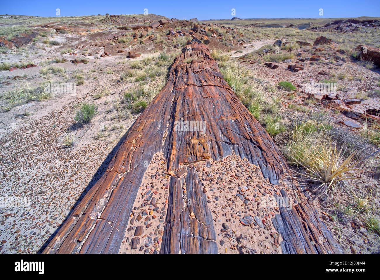 Sentiero per la Butte di Martha nella Foresta pietrificata Az Foto Stock