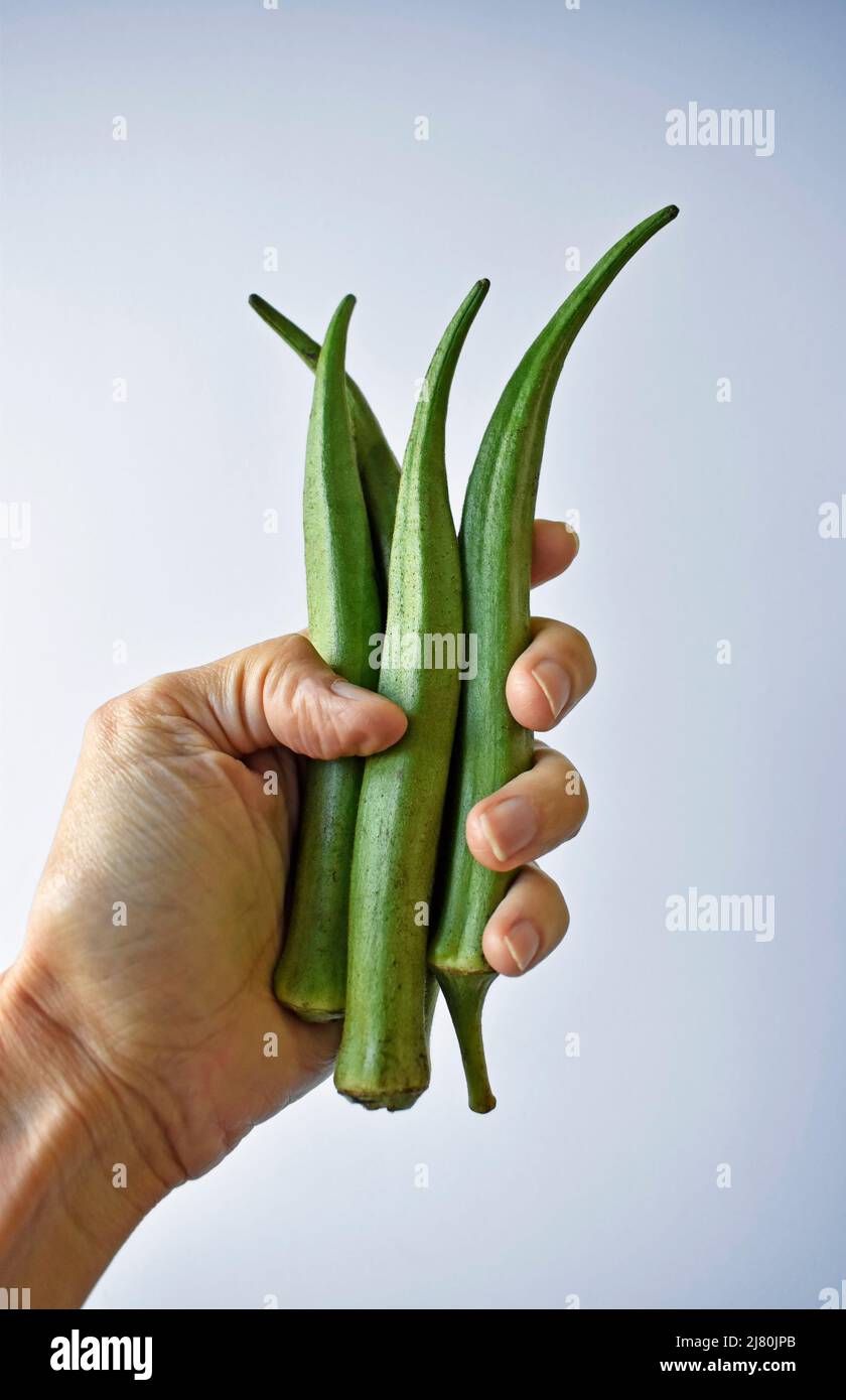 Fresco okra crudo a portata di mano su sfondo luminoso Foto Stock