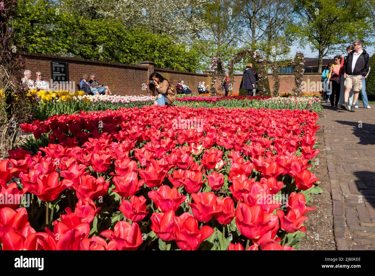 Il Parco Keukenhof, noto anche come il Giardino d'Europa, è uno dei giardini fioriti più grandi del mondo, situato nel comune di Lisse, nei Paesi Bassi Foto Stock