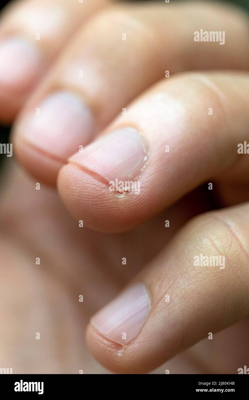 Appendere l'unghia in primo piano Foto Stock