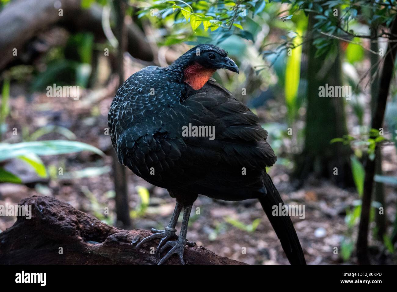 Ritratto di un Guan Crestato, Penelope purpurascens Foto Stock