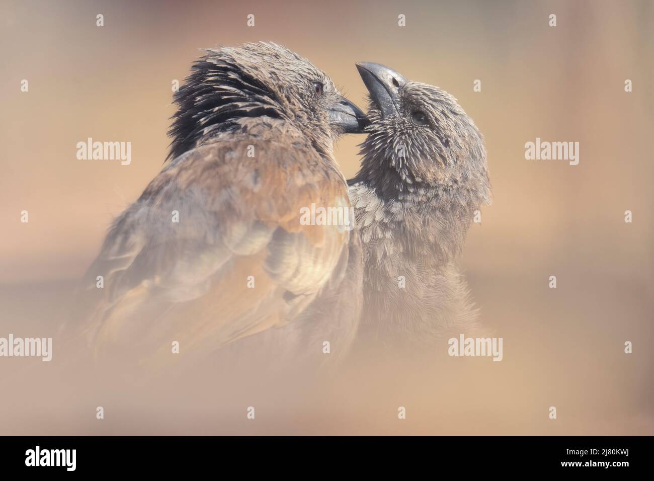 Coppia di uccelli apostoli selvaggi (Struthidea cinerea) che si grooming l'un l'altro, Australia Foto Stock