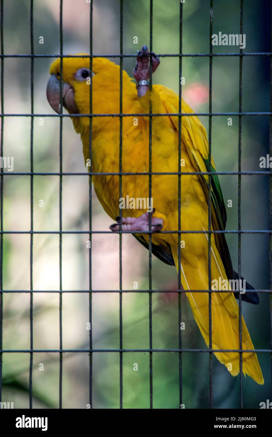 Guacamayo guaruba, cotorra dorada, periquito amarillo o aratinga amarilla (Guaruba guarouba)​ Foto Stock