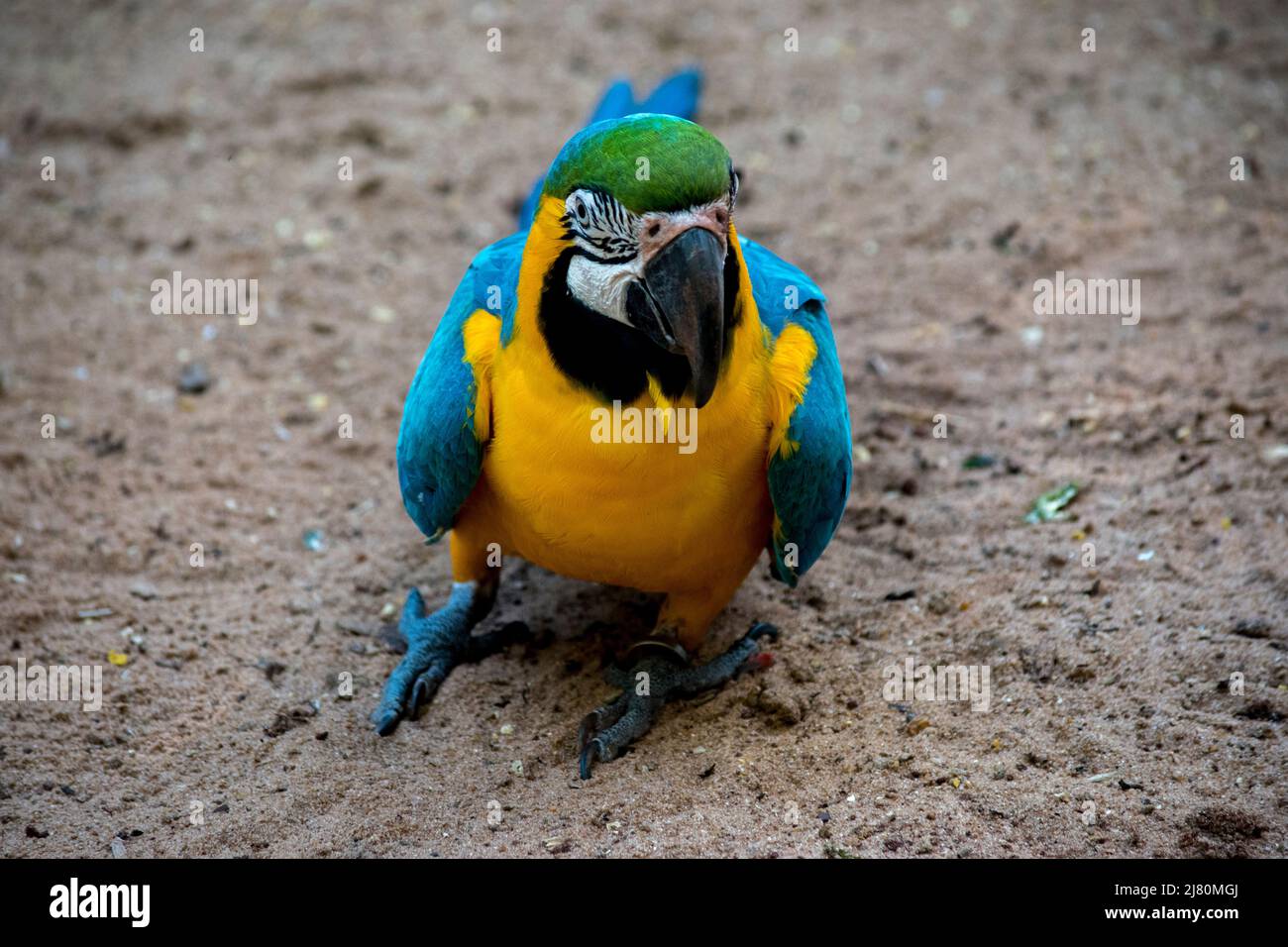 Ritratto di un Macaw blu e giallo - Ara ararauna. Uccelli in pericolo Foto Stock