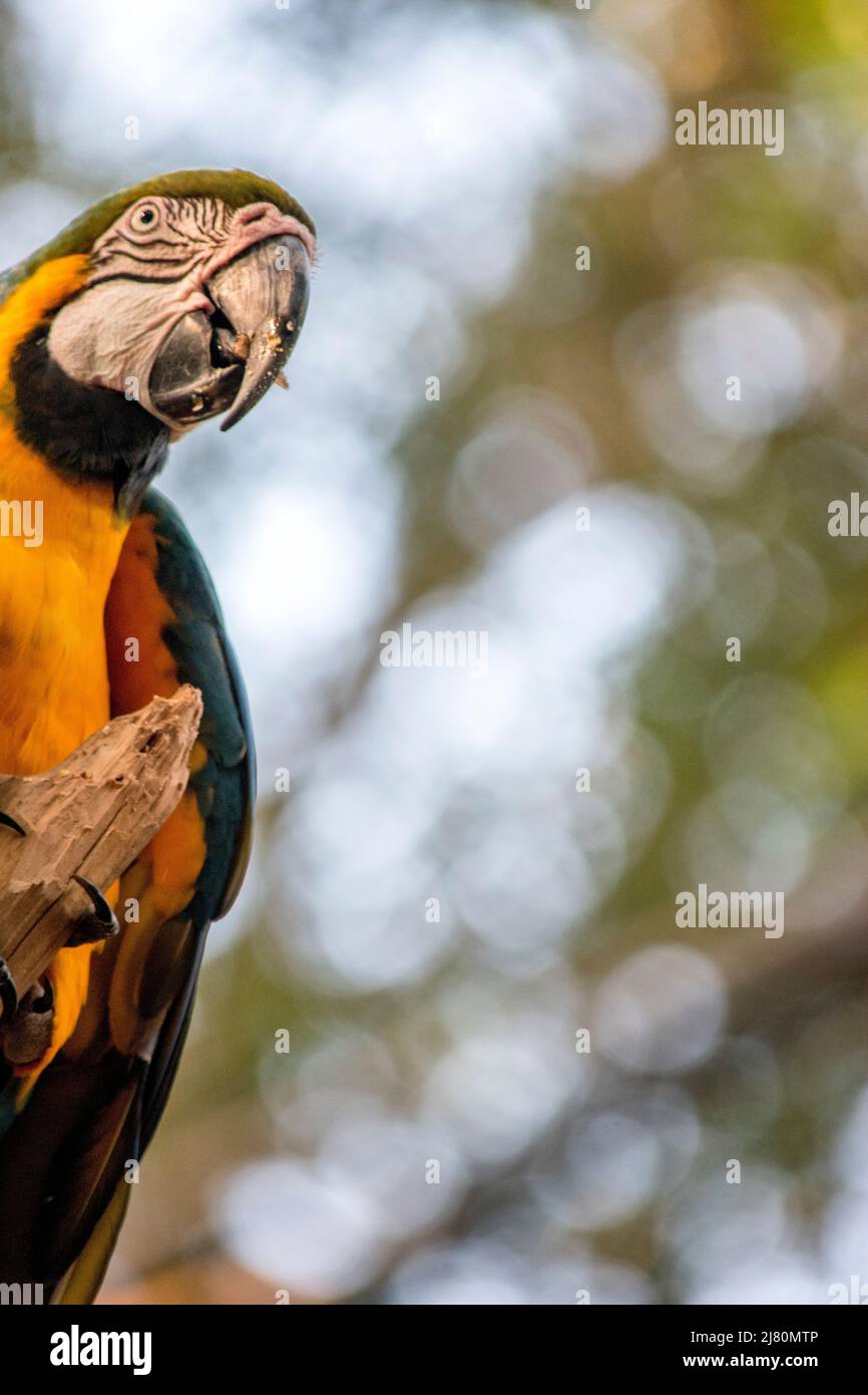 Ritratto di un macaw blu e giallo - Ara ararauna. Uccelli in pericolo Foto Stock