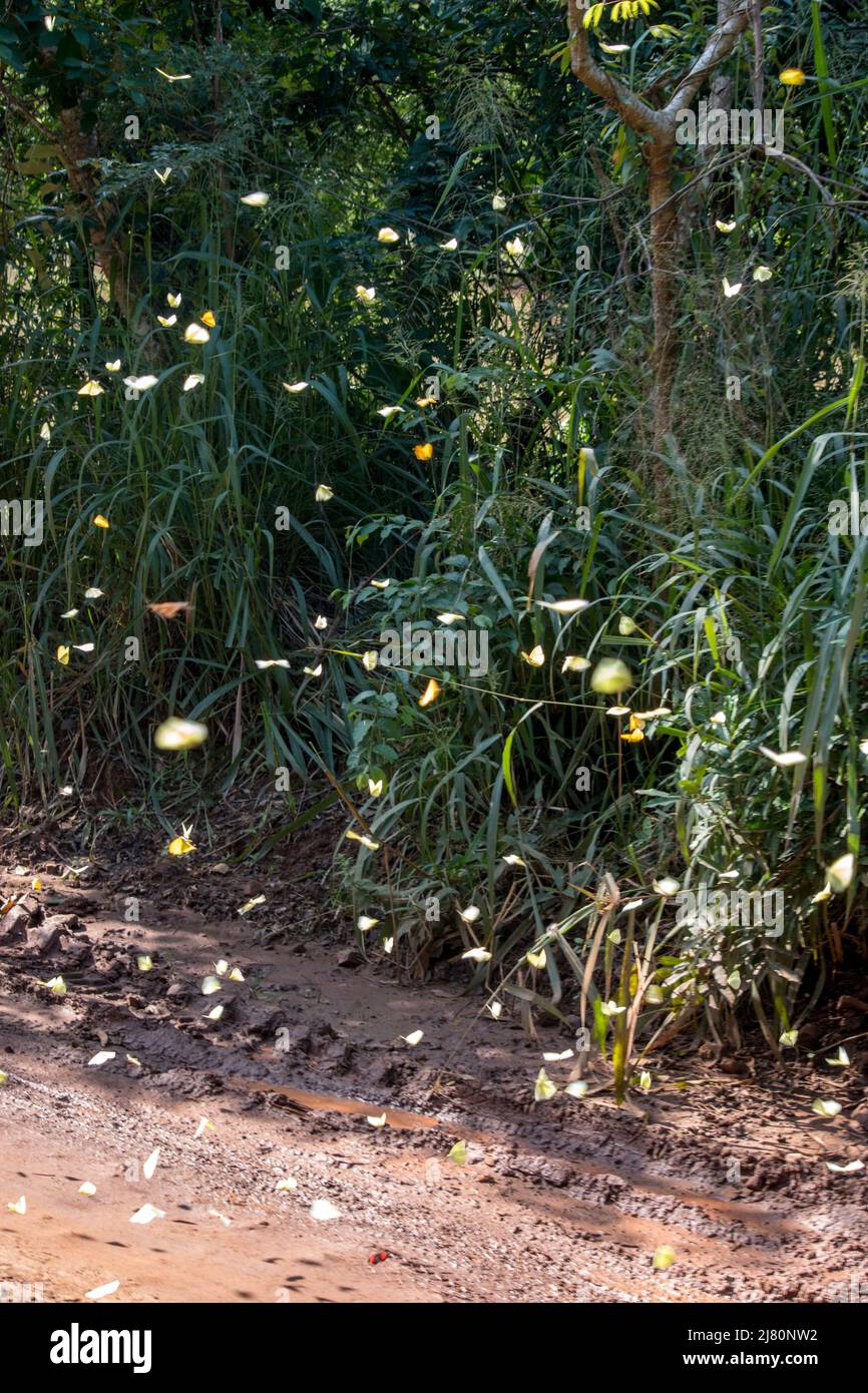 farfalle gialle sul lato della strada sterrata nelle cascate di iguazú Foto Stock