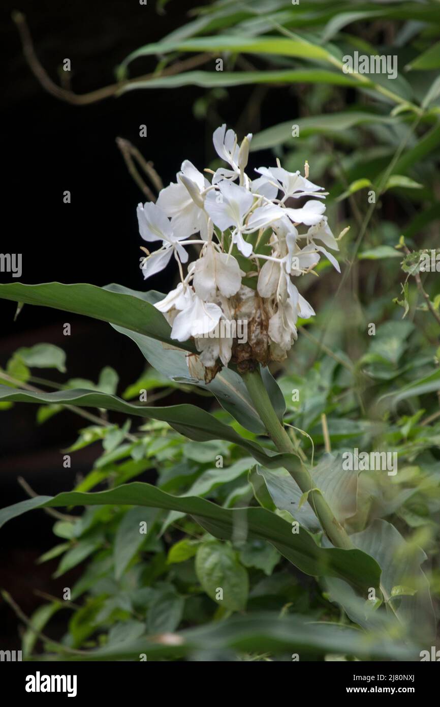 Fiori bianchi di canna ambrata (Hedychium coronarium) Foto Stock