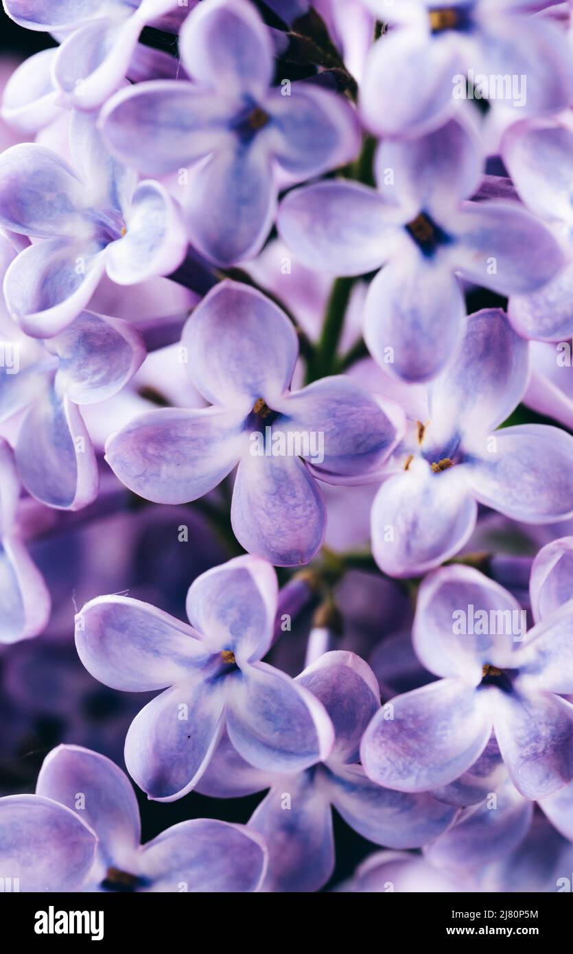 Sfondo floreale con molti fiori viola lilla. Molto peri colore dell'anno Foto Stock