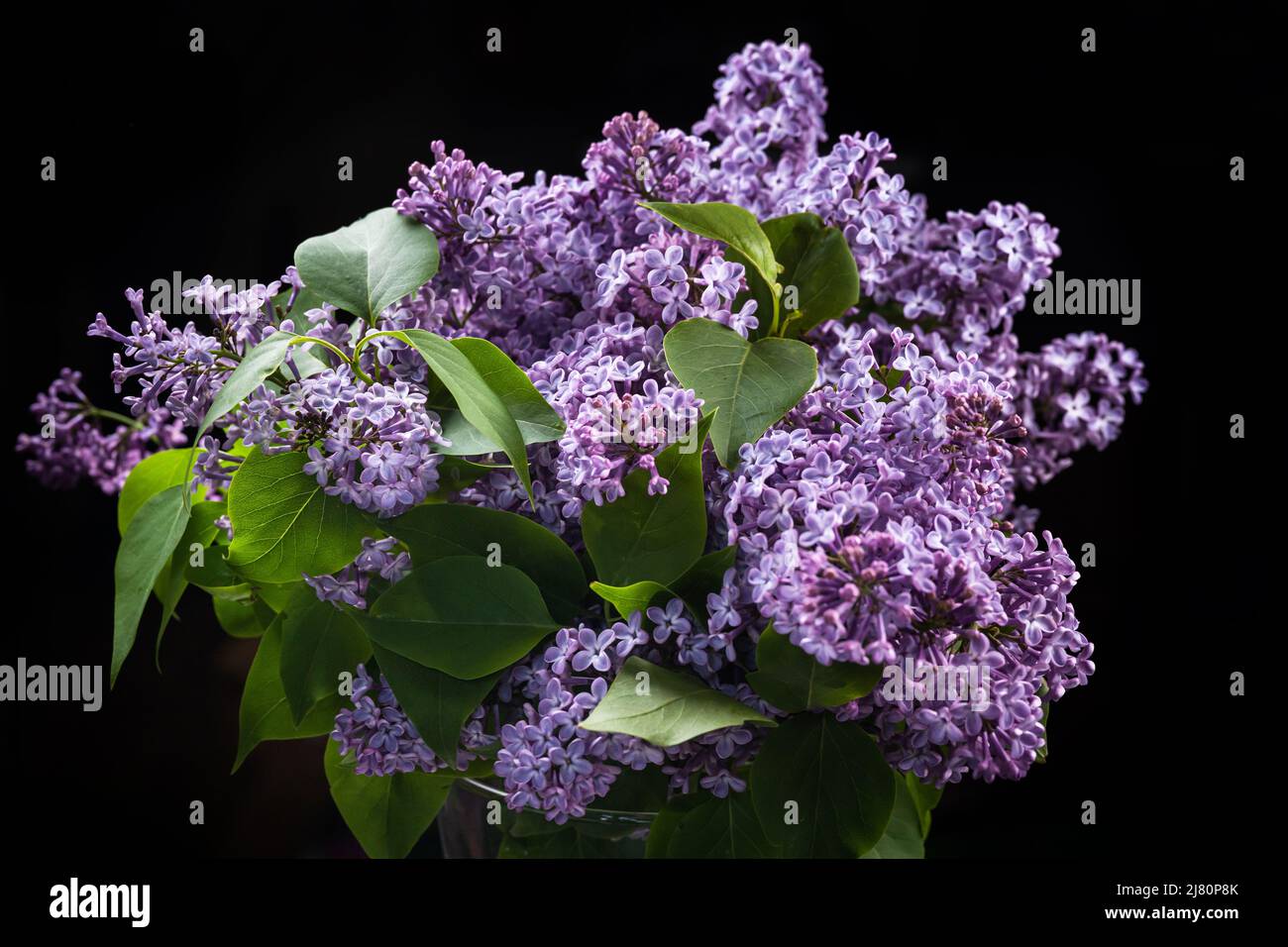 Un mazzo di fiori di lilla su sfondo nero, molto peri colore dell'anno Foto Stock
