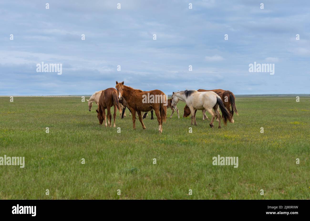 Una mandria di cavalli si pascolo su un prato verde contro un cielo blu Foto Stock