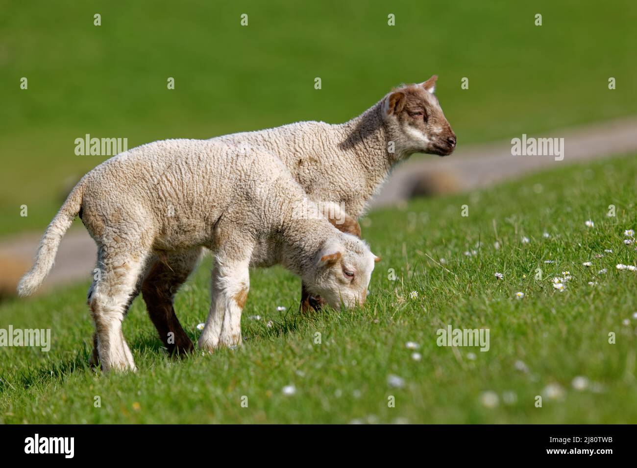 Due agnelli che pascolo in un campo in primavera, Frisia orientale, bassa Sassonia, Germania Foto Stock