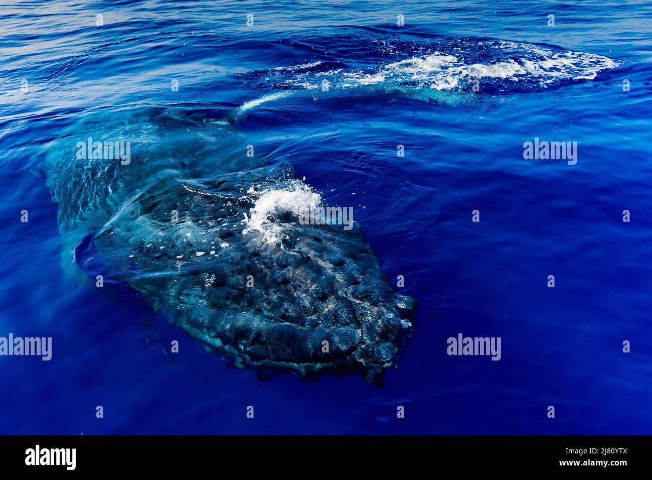 Primo piano di una Humpback Whale nuoto in oceano, Maui, Hawaii, Stati Uniti Foto Stock