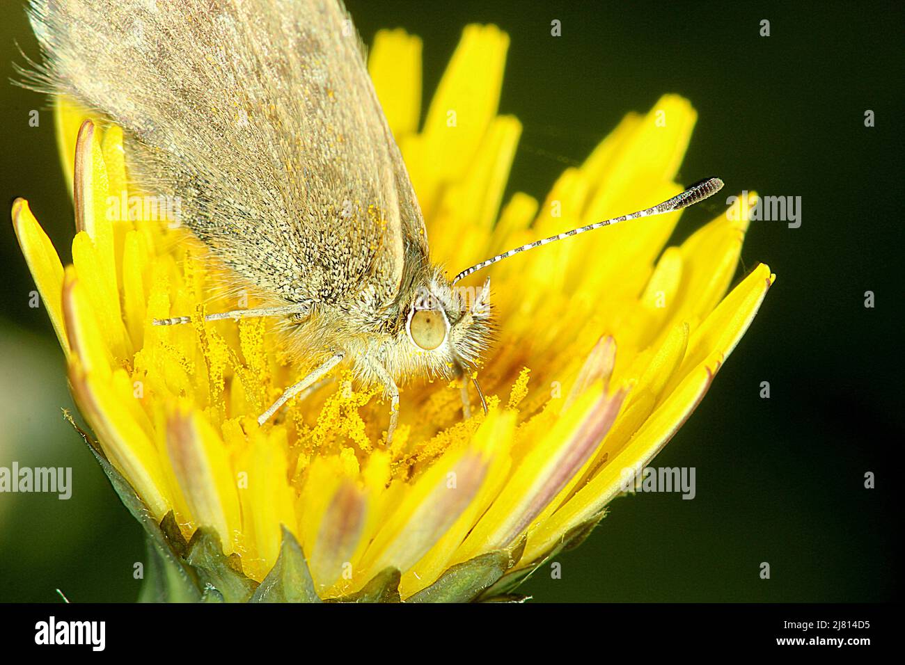 Farfalla blu erba comune (Zizina otis ssp. Labradus) Foto Stock
