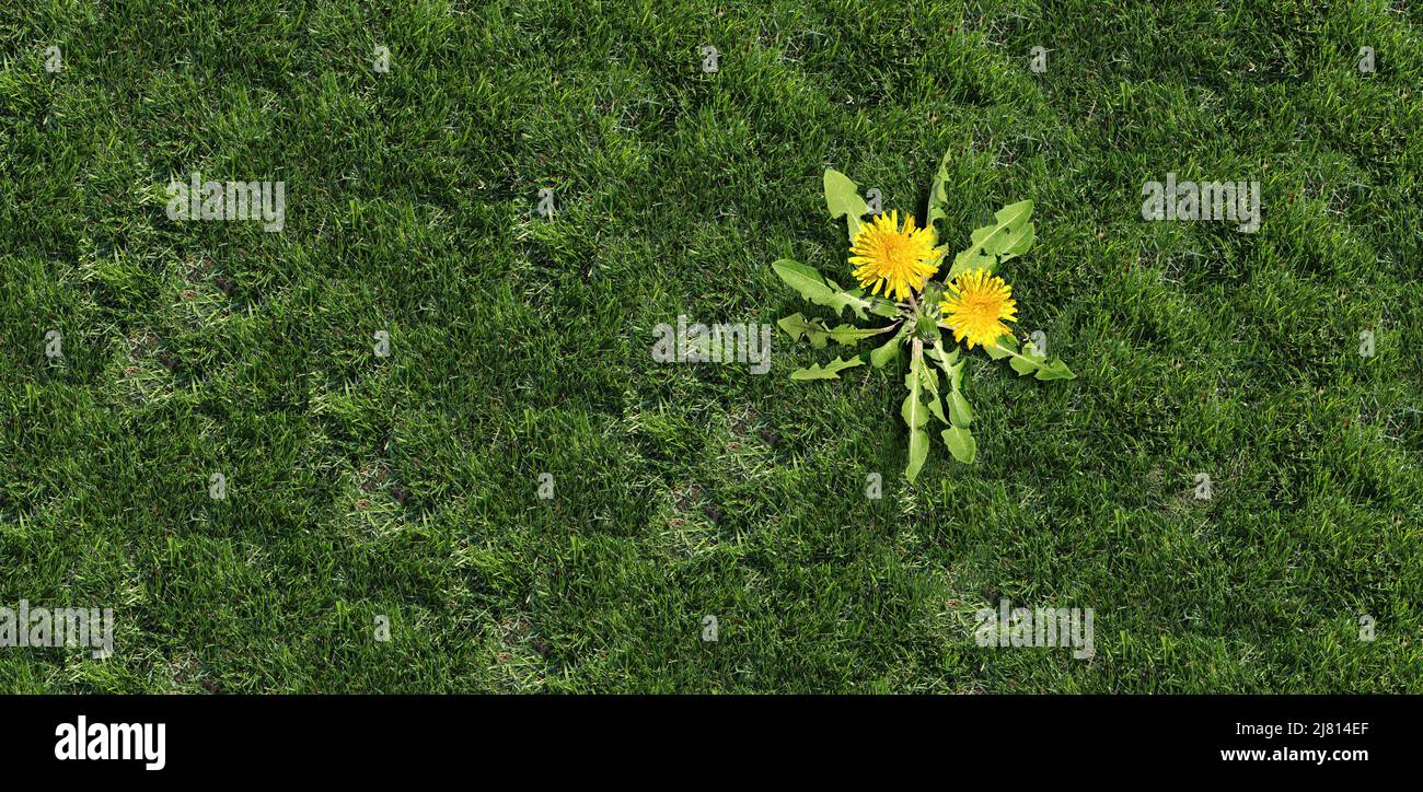 Il problema dell'erbaccia del cortile come fiore di dente di leone e pianta come simbolo delle erbacce indesiderate su un campo verde dell'erba come simbolo dell'uso di erbicida nel giardino. Foto Stock