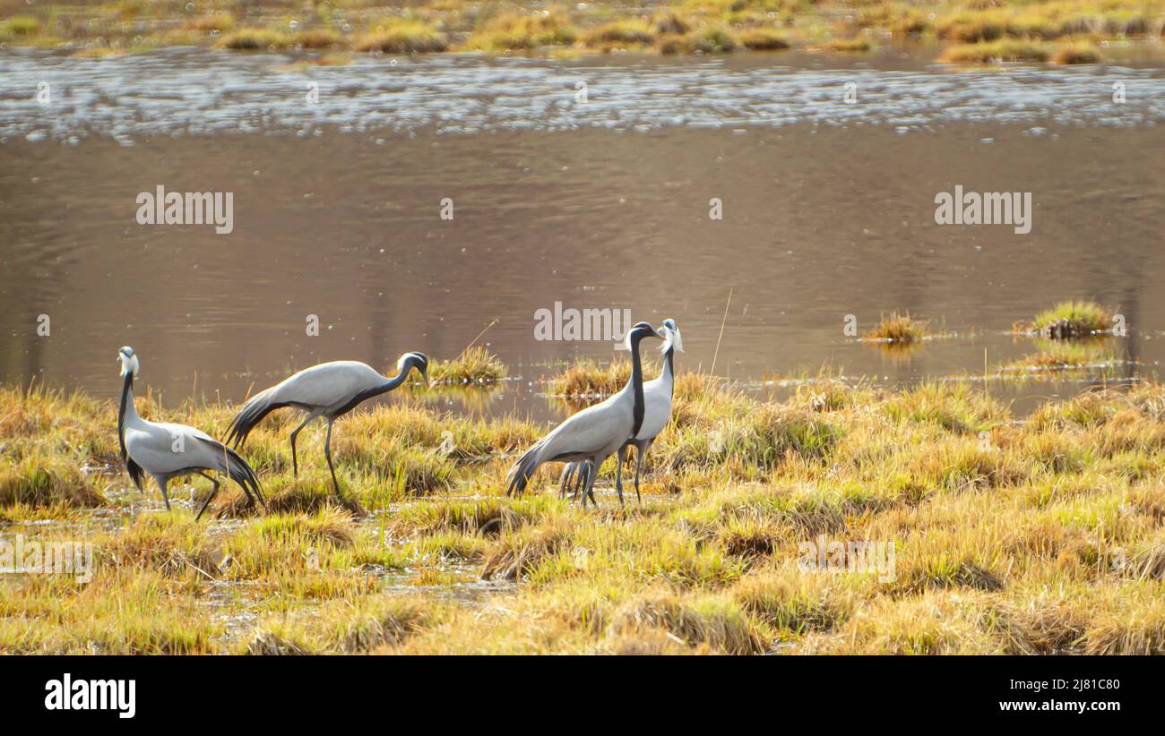 Immagine morbida e sfocata di gru dell'Asia orientale in piedi da uno stagno, un lago su erba gialla primavera con punti di luce e riflessi dall'acqua Foto Stock