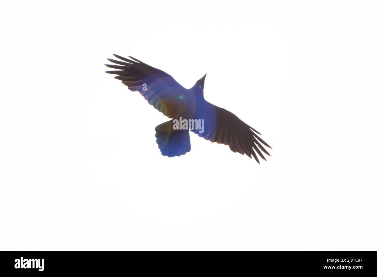 la silhouette di un'aquila volante, un falco con ali spalancate su uno sfondo bianco del cielo, una vista dal basso con il bagliore del sole Foto Stock