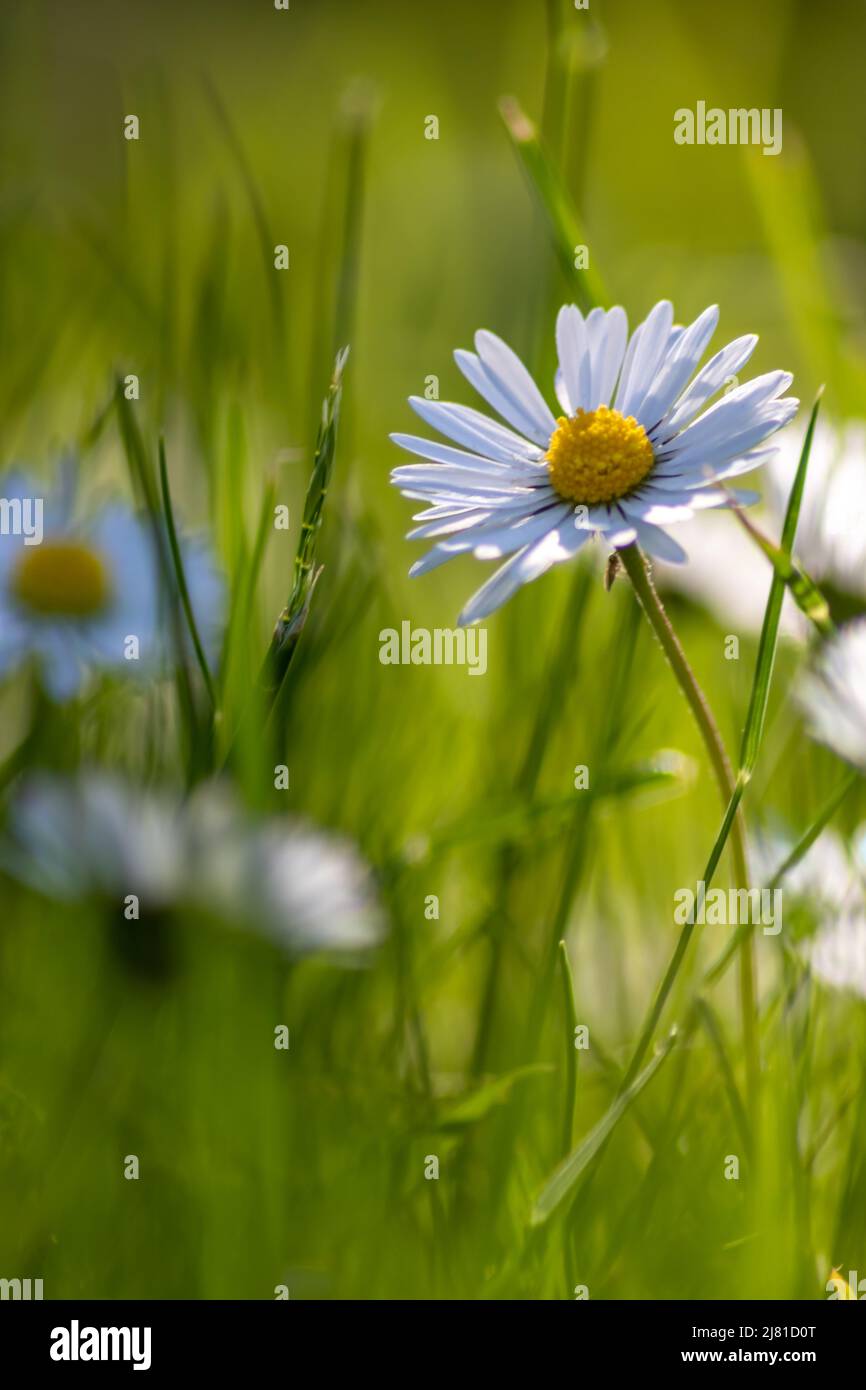 Mazzo di bellissimi daisyflowers con un insetto volante in un idilliaco giardino con erba verde e uno sfondo sfocato mostra il giardino amore parco urbano Foto Stock