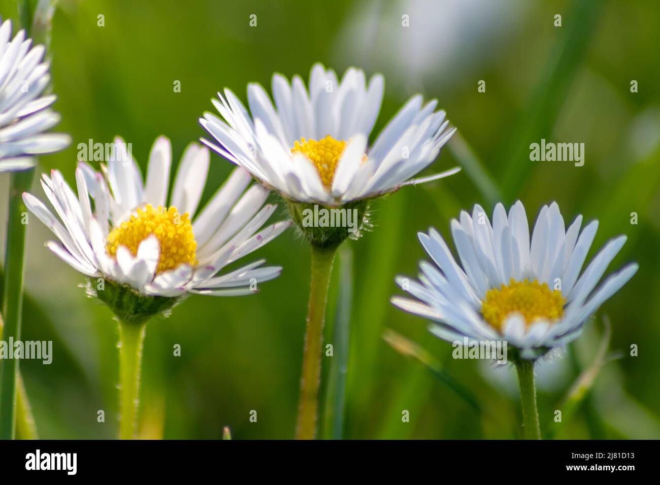 Mazzo di bellissimi daisyflowers con un insetto volante in un idilliaco giardino con erba verde e uno sfondo sfocato mostra il giardino amore parco urbano Foto Stock