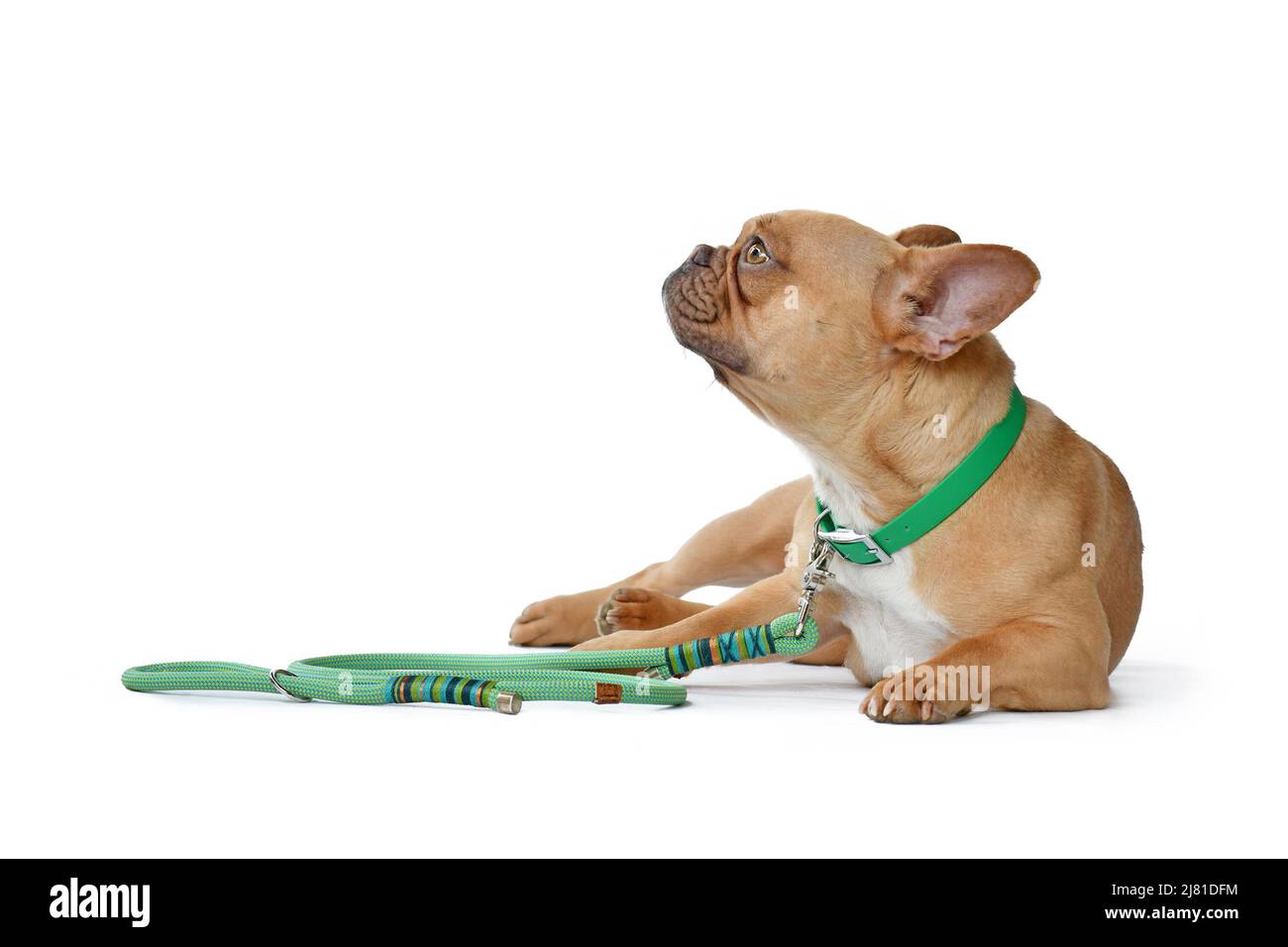 Cane Bulldog francese di colore rosso con colletto verde e guinzaglio in corda su sfondo bianco Foto Stock