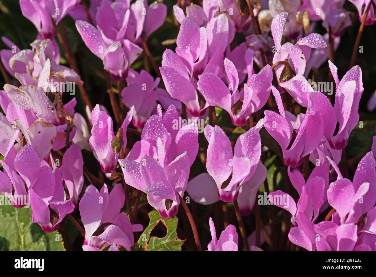 Fiore di ciclamino, Israele, Medio Oriente Foto Stock