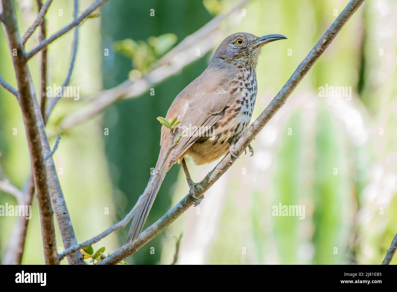 Gray thrasher endemic specie da Baja California sur, Messico cantare e perseverare Foto Stock