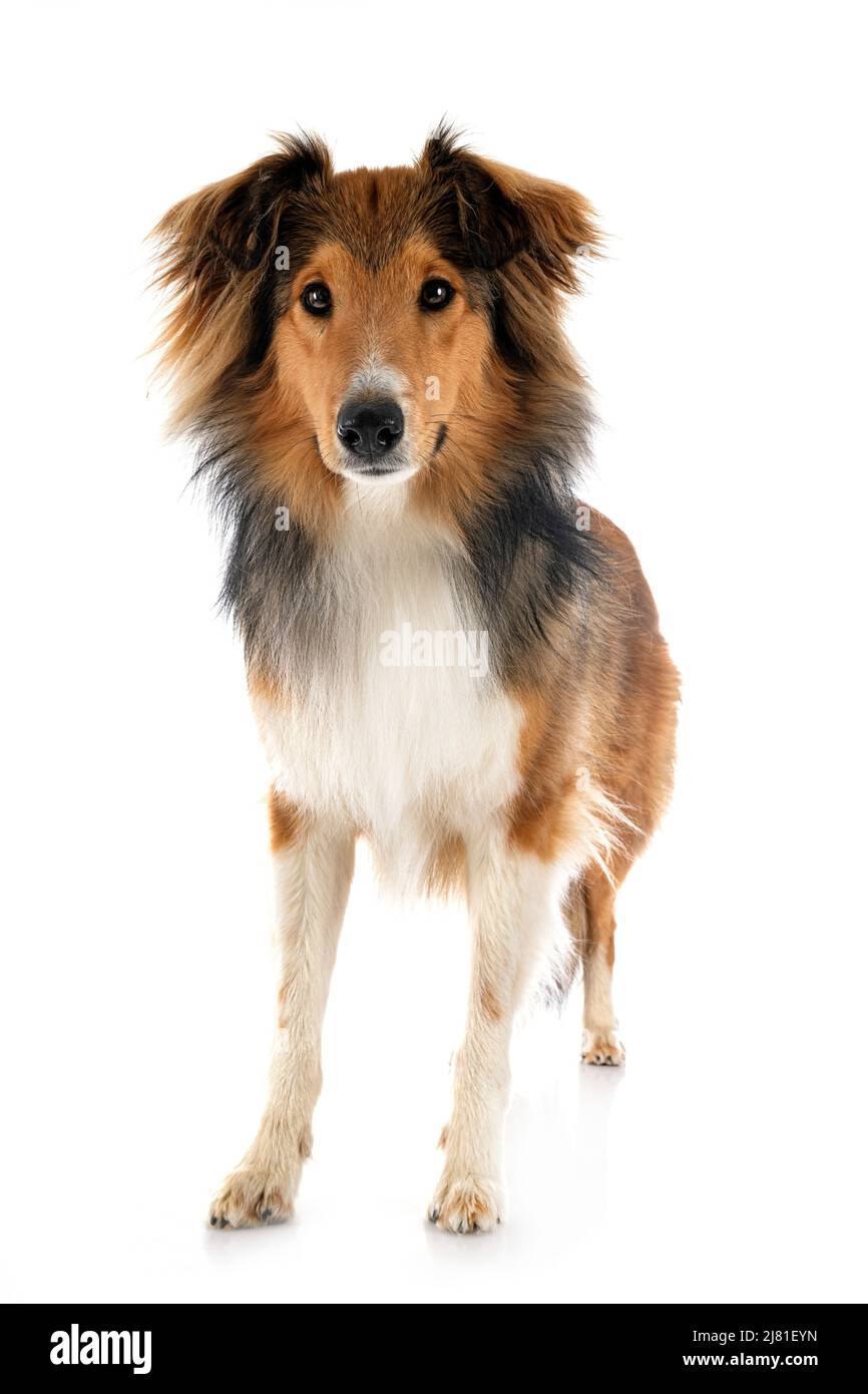 Shetland Sheepdog davanti a uno sfondo bianco Foto Stock