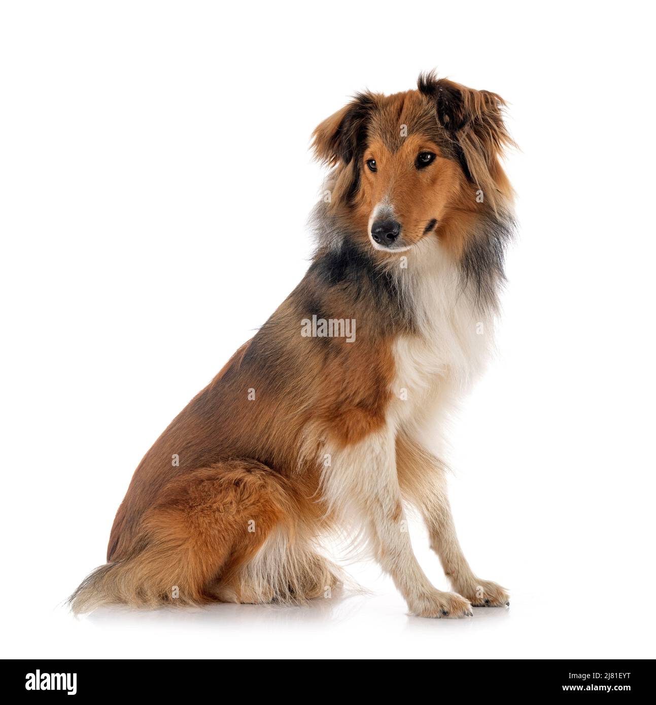 Shetland Sheepdog davanti a uno sfondo bianco Foto Stock
