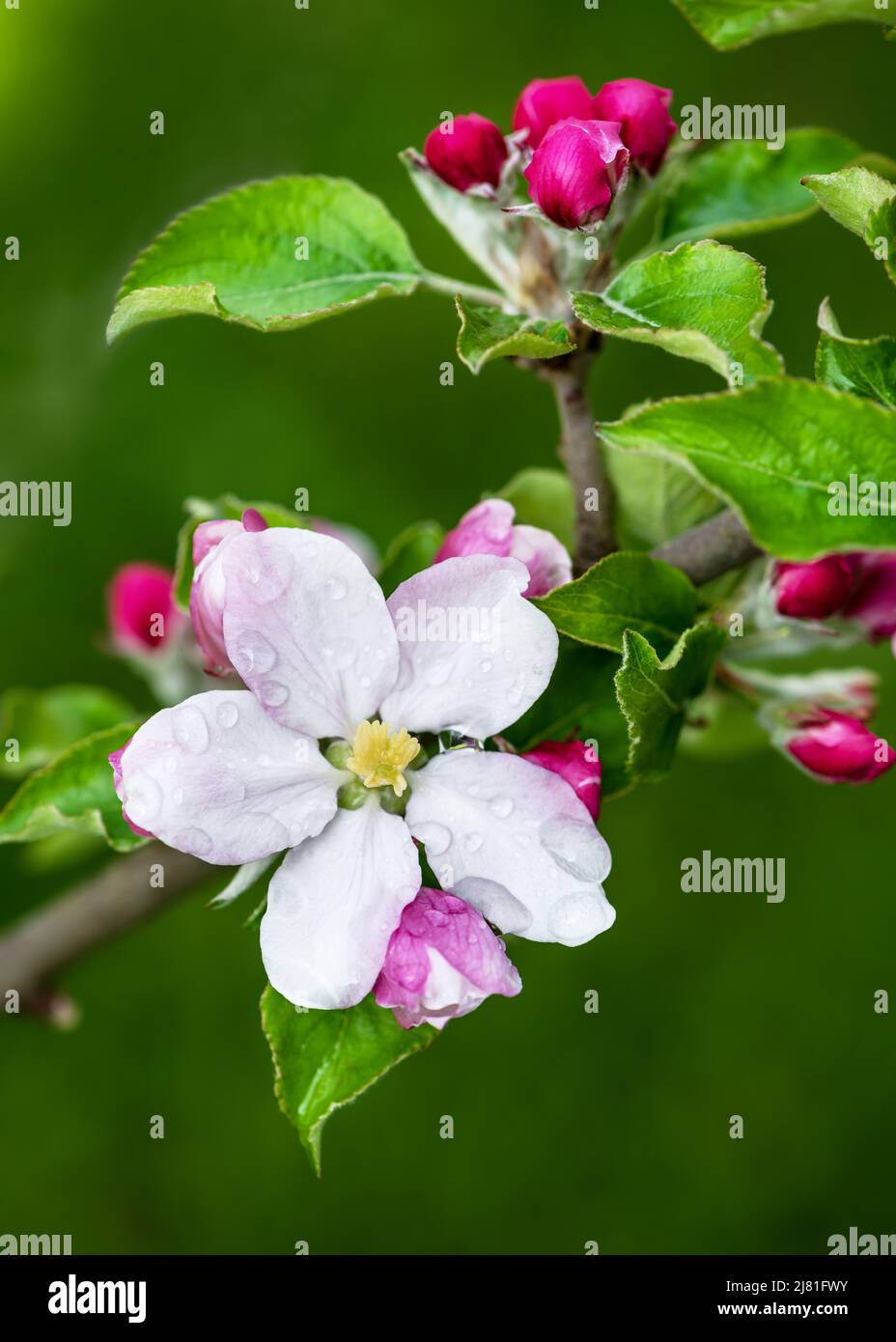 Albero di frutta con fiori di mela. Tempo di fioritura in un giardino di primavera. Sfondo della natura. Concetto di giardinaggio. Foto Stock