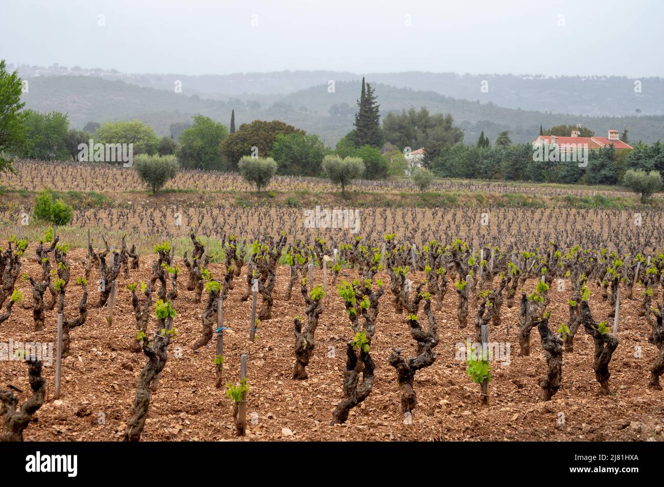 Vecchi tronchi d'uva sui vigneti di Cotes de Provence in primavera, Bandol regione vinicola vicino le Castellet villaggio, vinificazione nel sud della Francia Foto Stock
