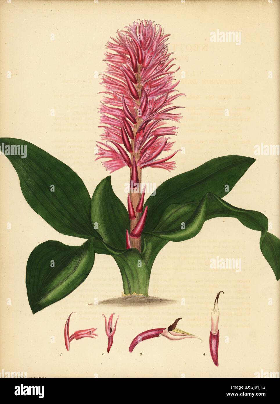 Stenorrhynchos speciosum orchid. Neottia color carne, Neottia speciosa. Incisione in copperplate disegnata, incisa e colorata a mano da Henry Andrews dal suo registro Botanico, Volume 1, pubblicata a Londra, 1799. Foto Stock