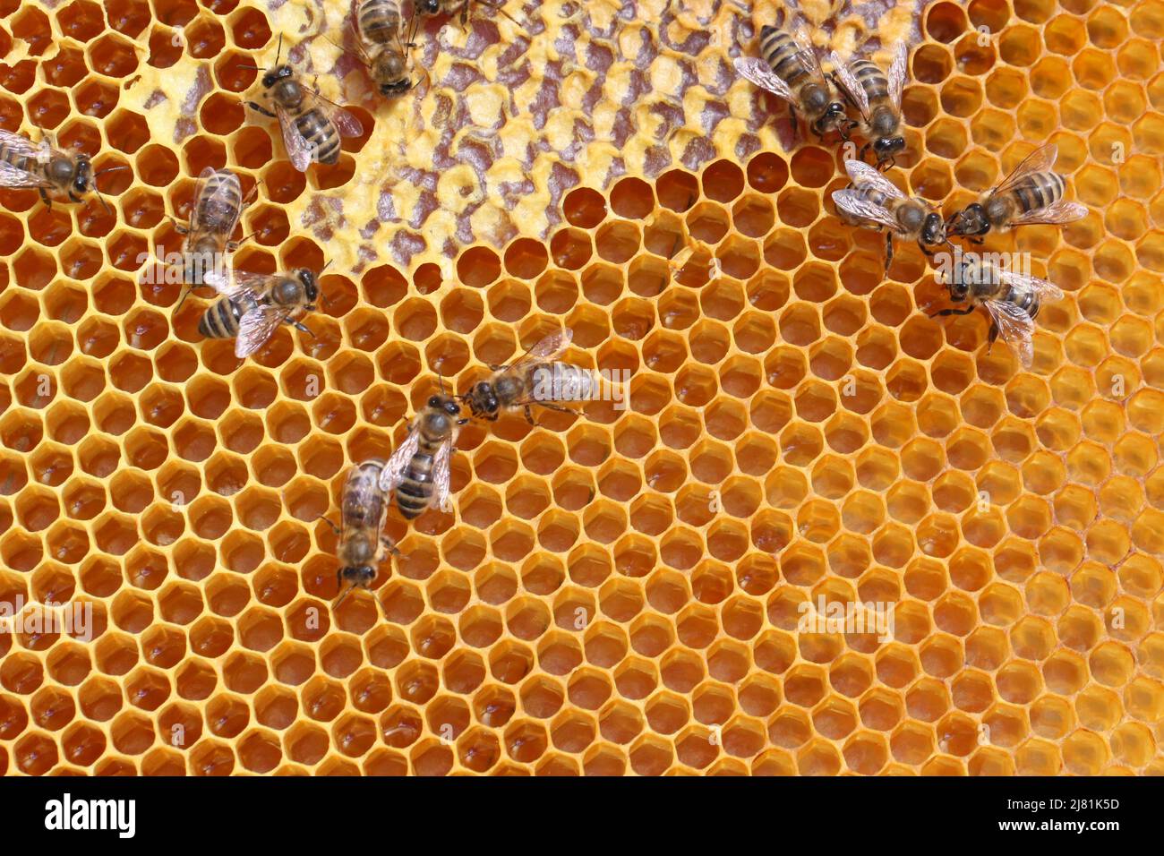 Le api da miele API mellifera su un telaio del loro alveare. Braganca, Portogallo. Foto Stock