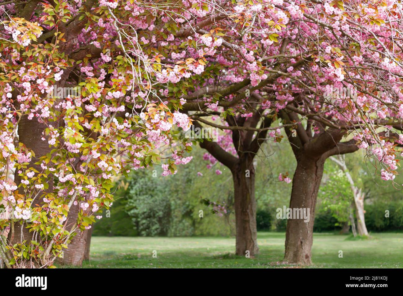 Stupefacente fiore di ciliegio rosa fiorente nel Norfolk Inghilterra Foto Stock