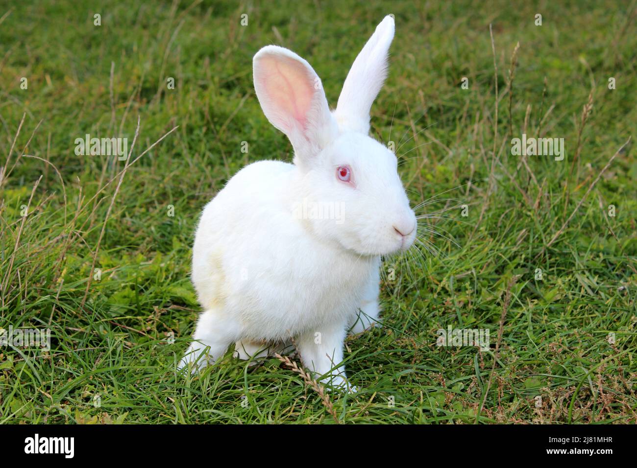 bel coniglio bianco sull'erba guardando, coniglio sulla fattoria Foto Stock