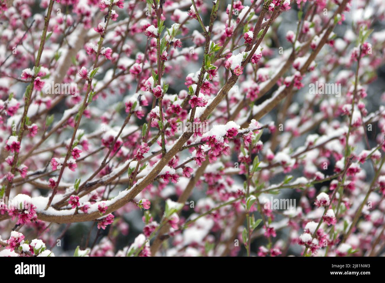 Fiore di pesco con neve Foto Stock