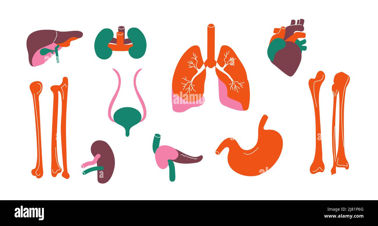 Organi umani. Fegato stilizzato interno del corpo rene osso cuore pancreas polmone, anatomia umana infografica, donatore e trapianto concetto. Vettore Illustrazione Vettoriale